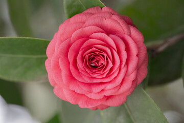 Middlemist Camelia-The rare plant, brought to Britain from China, Camellia of rare pink color, spring background