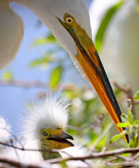 Great White Heron Egret Bird Florida Baby Birds Ugly over water.
