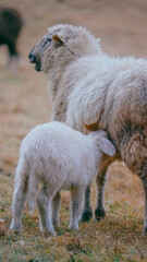 rams in the pasture