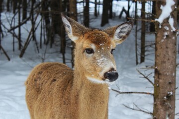 Deer in the snow