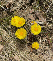 Coltsfoot, Tussilago Farfara