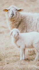 Fototapeta premium rams in the pasture