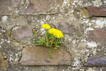 dandelion at a wall