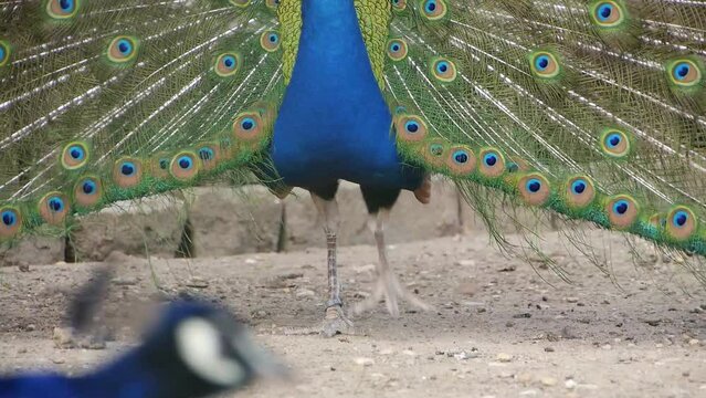 The peacock cartwheeling/La paon faisant la roue