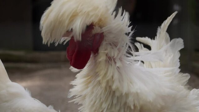 A funny hen/Une dr&ocirc;le de poule