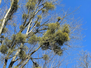 Mistletoe, Viscum album