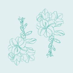 abstract background. Set with floral print. Sketch of freesia drawn by lines.