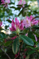 FU 2021-05-17 Pflanzen 10 Am Rhododendron wachsen rosa Blüten