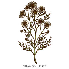 Tea herbs hand drawn vector illustrations collection. Colored chamomile.