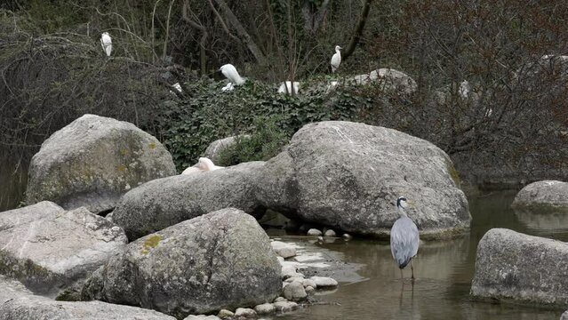 White and grey heron standing on cliffs of river bank