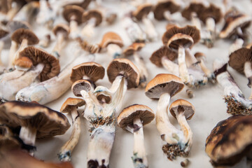 mushroom harvest