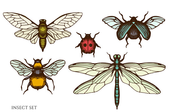 Tea herbs hand drawn vector illustrations collection. Colored insect.