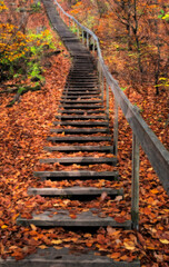 A stair in the forest.