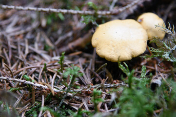mushroom in the forest