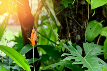 Blooming Strelitzia (bird of paradise flower) flower with green leaf background in the garden. Concept of beautiful flowers of Thailand. 