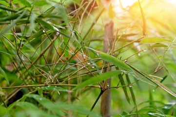 Closeup of Fresh Green bamboo leaves nature background with water drops after the rain in the garden.