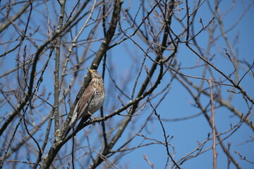 Song thrush on a branch in nature, bird in a natural environment in the wild.