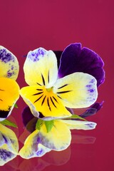 Closeup view of a yellow and purple Johnny Jump Up viola flower reflecting on a mirror - obrazy, fototapety, plakaty