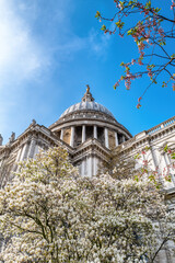 Fototapeta na wymiar The dome of the famous St Pauls Cathedral, London. Springtime with pink and white cherry blossoms