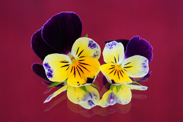 Closeup view of a yellow and purple Johnny Jump Up viola flower reflecting on a mirror