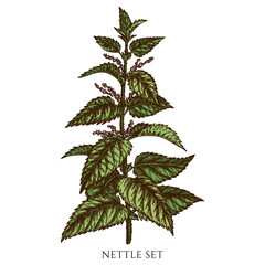 Tea herbs hand drawn vector illustrations collection. Colored nettle.