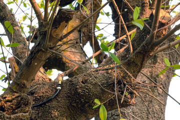 Brass mist nozzles or sprinklers for spraying water spray on trees. Mist nozzle water spraying system for tree on a hot summer day.  Watering plants system in gardens with green plants as background.