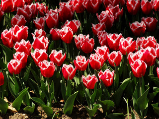 Red and white tulips during spring in Emirgan, Istanbul, Turkey.  