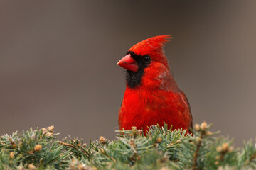 Northern Cardinal peaking out of an evergreen.