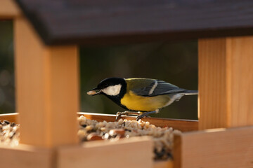 A great tit eating at a birdhouse in winter. Funny and cute close-up of a bird. Colourful picture....