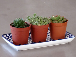 A selection of succulents on a blue and white ceramic plate.    