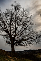 tree without leaves in early spring, clouds in the sky, late afternoon