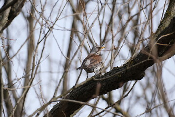 Song thrush on a branch in nature, bird in a natural environment in the wild.