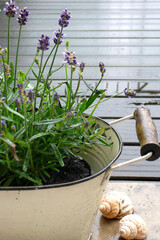 Lavenders on a vintage enamel pot in a terrace on a rainy London day. 