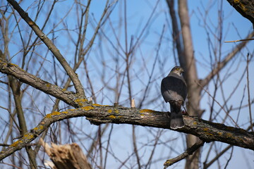 Sparrowhawk on a branch, close up hawk in nature, bird of pray resting on a tree.