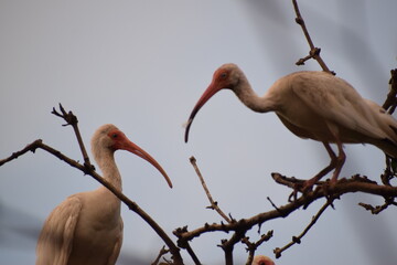 Fotos del Manglar de Chacarita Puntarenas Costa Rica © Ignacio