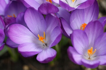 Krokusse 