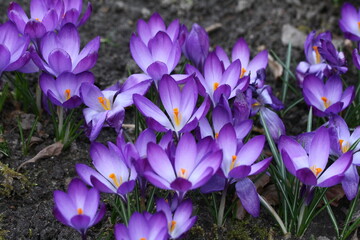 Krokusse 