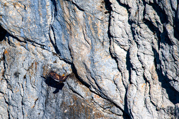 Aigle Royal retournant au nid