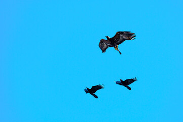Aigle royal pourchassé par des corbeaux