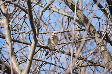 Song thrush bird in natural environment, bird on a tree looking at you