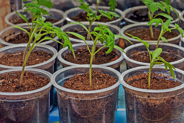 Plastic containers with pepper seedlings close-up
