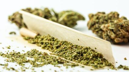 Close-up of medical marijuana buds on white background. Concept of herbal and alternative medicine