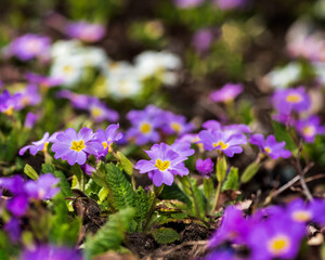 Bunch of Primrose flowers