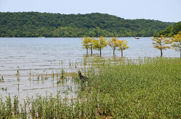 Vulture in Normandy Lake - Tennessee