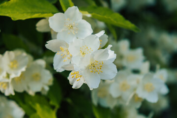 Close up of beautiful white flowers of fruit tree on spring day, selective focus. Spring background with fruits tree blooming.