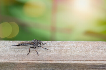 Close up of a robber fly in a garden