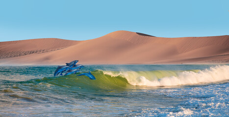 Namib desert with Atlantic ocean meets near Skeleton coast -  Group of dolphins jumping on the water - Namibia, South Africa