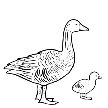 Hand drawn goose isolated. Engraved style vector illustration. Template for your design works.