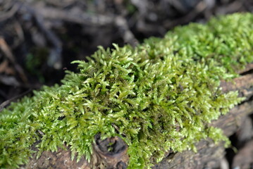 moss on tree