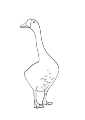 Hand drawn goose isolated. Engraved style vector illustration. Template for your design works.
